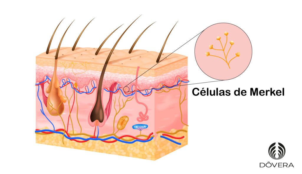 Carcinoma de Merkel Diagnóstico e tratamento